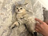 British Shorthair Yavruları  2 Aylık Sağlıklı Ve Oyuncu Ankara