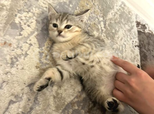 British Shorthair Yavruları  2 Aylık Sağlıklı Ve Oyuncu Ankara görsel