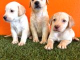 Şampanya Labrador Retriver Yavrular