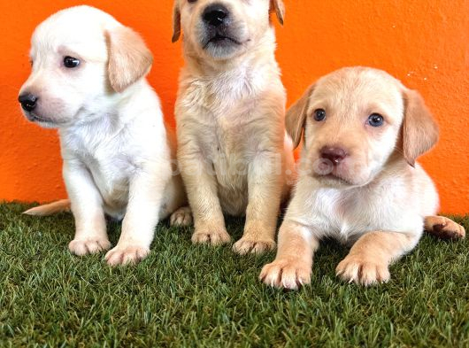 Şampanya Labrador Retriver Yavrular görsel