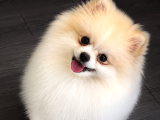 Pomeranian Boo Yavrularımız