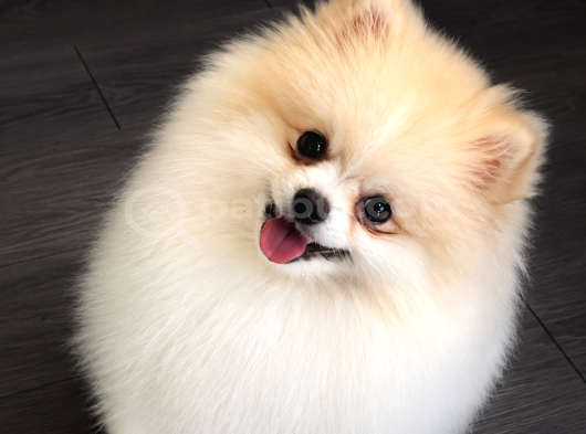 Pomeranian Boo Yavrularımız görsel