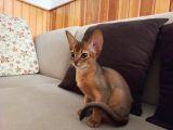 Muhteşem Tüylü Tüy Dökmeyen Zeki̇ Safkan Habeş Kedi̇si̇