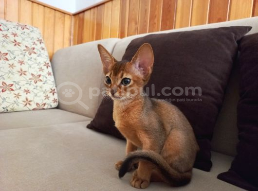 Muhteşem Tüylü Tüy Dökmeyen Zeki̇ Safkan Habeş Kedi̇si̇ görsel