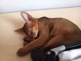 Muhteşem Tüylü Tüy Dökmeyen Zeki̇ Safkan Habeş Kedi̇si̇