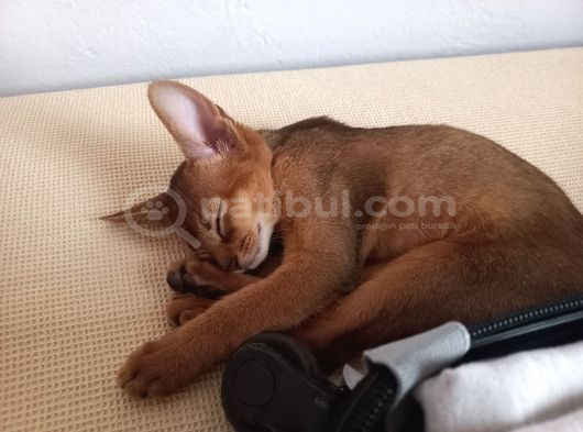 Muhteşem Tüylü Tüy Dökmeyen Zeki̇ Safkan Habeş Kedi̇si̇ görsel