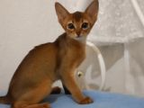 MUHTEŞEM TÜYLÜ TÜY DÖKMEYEN ZEKİ SAFKAN HABEŞ KEDİSİ