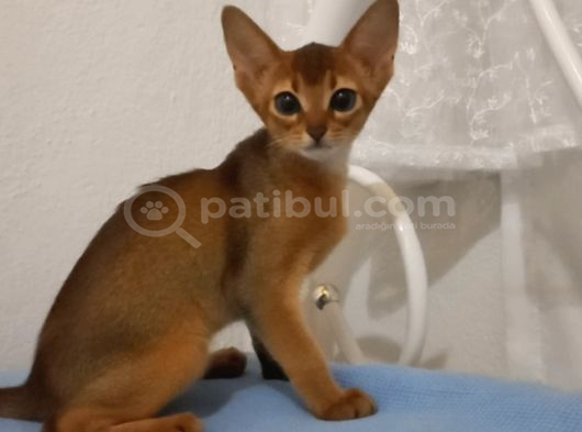 Muhteşem Tüylü Tüy Dökmeyen Zeki̇ Safkan Habeş Kedi̇si̇