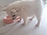 Luna Yavrumuz Yeni Yuvasını Arıyor 2 Aylık Japon Spitz