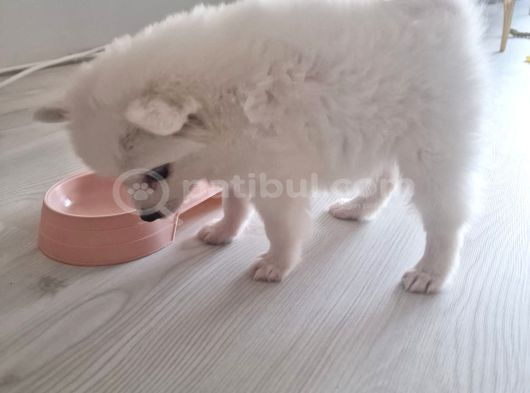 Luna Yavrumuz Yeni Yuvasını Arıyor 2 Aylık Japon Spitz görsel
