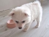Luna Yavrumuz yeni Yuvasını arıyor 2 aylık Japon Spitz