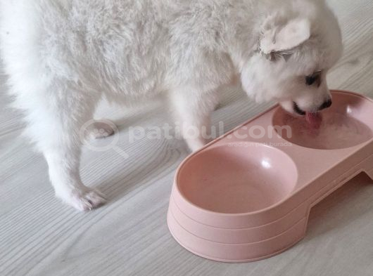 Luna Yavrumuz Yeni Yuvasını Arıyor 2 Aylık Japon Spitz görsel