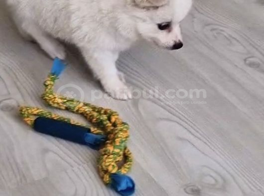 Luna Yavrumuz Yeni Yuvasını Arıyor 2 Aylık Japon Spitz görsel