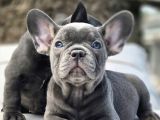 EFSANE BLUE FRENCH BULLDOG YAVRULARI İSTANBUL