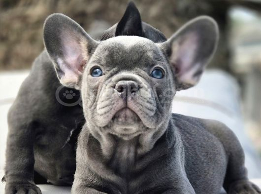 EFSANE BLUE FRENCH BULLDOG YAVRULARI İSTANBUL
