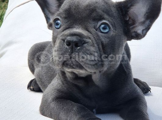 Efsane Blue French Bulldog Yavrulari İstanbul görsel