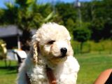 Muhteşem Malti̇poo Yavrulari Istanbul
