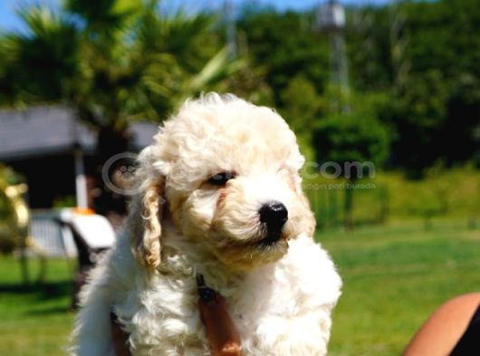 Muhteşem Malti̇poo Yavrulari Istanbul görsel
