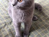 British Shorthair Yavru Kedi
