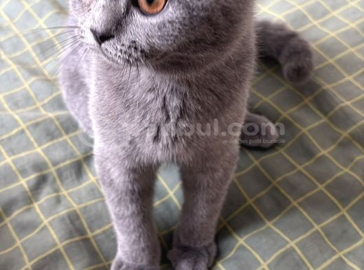 British Shorthair Yavru Kedi görsel