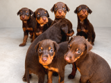 KIZIL-SİYAH DOBERMAN YAVRULARIMIZ HAZIR
