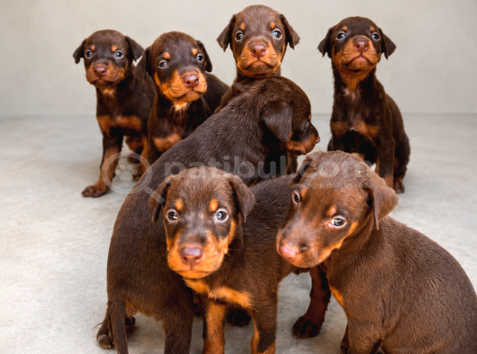 Kizil-Si̇yah Doberman Yavrularimiz Hazir