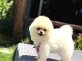 Pomeranian Boo Yavrularımız
