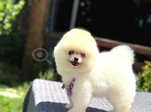 Pomeranian Boo Yavrularımız görsel
