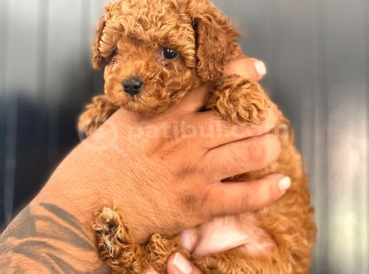 Kore Ve Toy Poodle Yavrularimiz Hazir