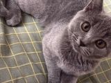 British Shorthair Yavru Kedi