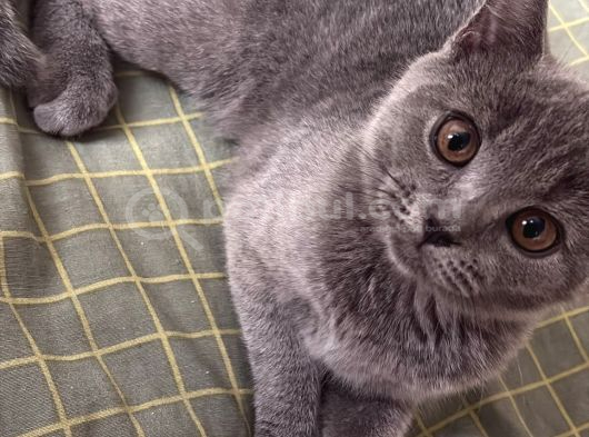 British Shorthair Yavru Kedi görsel
