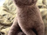 British Shorthair Yavru Kedi