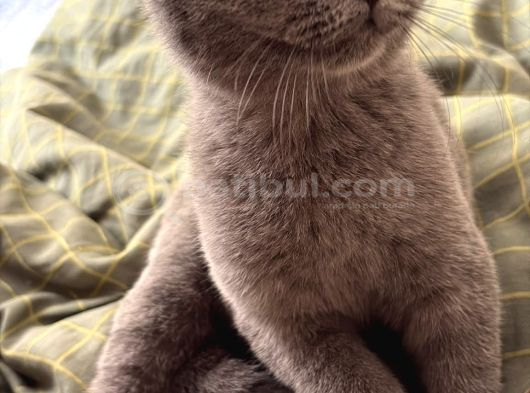 British Shorthair Yavru Kedi görsel