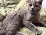 British Shorthair Yavru Kedi