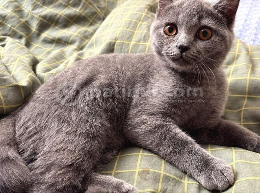 British Shorthair Yavru Kedi görsel