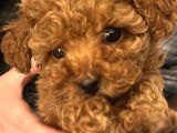 7 Aylık Dişi Gerçek Toy Poodle İstanbul