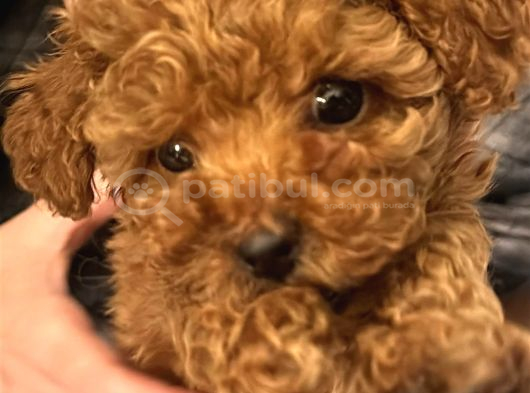 7 Aylık Dişi Gerçek Toy Poodle İstanbul görsel