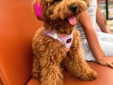 7 aylık dişi gerçek toy poodle İstanbul