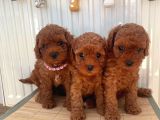 Kore Ve Toy Poodle Yavrularimiz Hazir