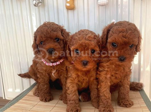 Kore Ve Toy Poodle Yavrularimiz Hazir görsel