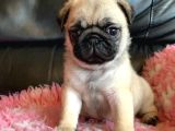 Pug Mops Yavrular Ev Üreti̇mi̇ 