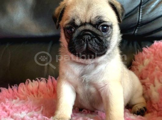 Pug Mops Yavrular Ev Üreti̇mi̇  görsel