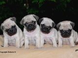 Pug Mops Yavrular Ev Üreti̇mi̇ 