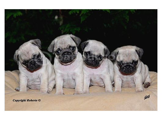 Pug Mops Yavrular Ev Üreti̇mi̇  görsel