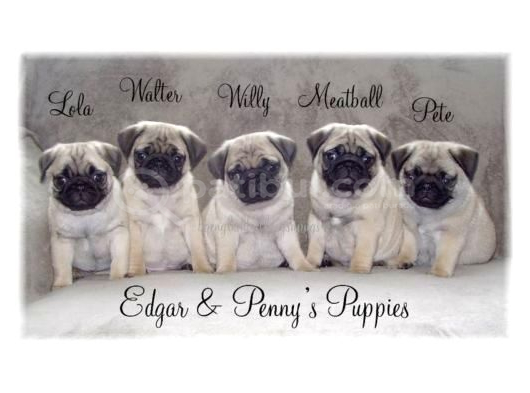 Pug Mops Yavrular Ev Üreti̇mi̇  görsel