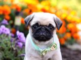 Pug Mops Yavrular Ev Üreti̇mi̇ 