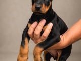 Kizil-Si̇yah Doberman Yavrularimiz Hazir