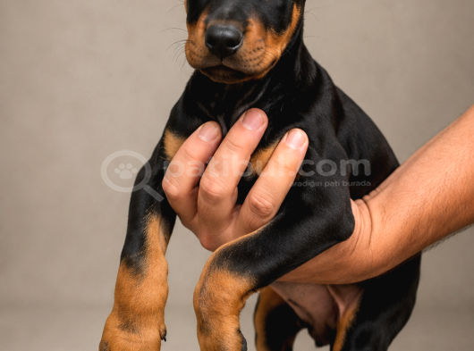 Kizil-Si̇yah Doberman Yavrularimiz Hazir görsel