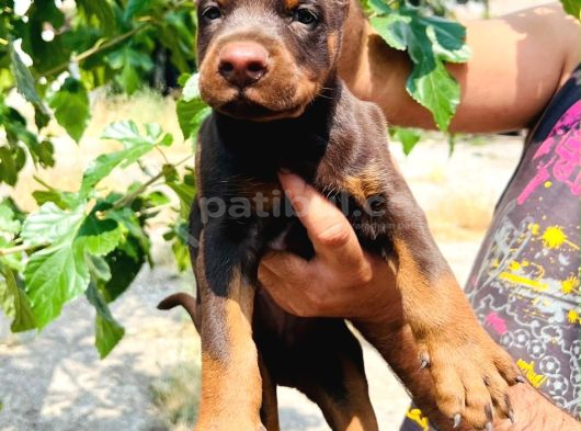 Kizil-Si̇yah Doberman Yavrularimiz Hazir görsel