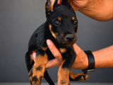 Kizil-Si̇yah Doberman Yavrularimiz Hazir